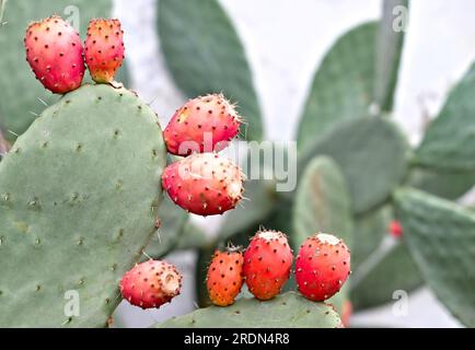 Molti piccoli frutti maturi delle specie di cactus commestibili di fico d'India (Opuntia). Foto Stock