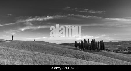 Immagine in bianco e nero del famoso gruppo di cipressi in Toscana al tramonto Foto Stock