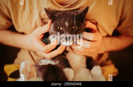 Un gatto domestico grigio, adorabile, nascosto tra le braccia di un uomo che gli accarezza delicatamente il viso. Compagnia, affetto e legame tra gli umani e.. Foto Stock