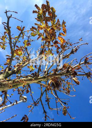 Ein leeres Vogelnest in einer Kastanie im Herbst Foto Stock