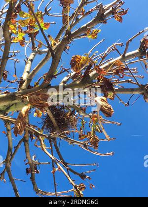 Ein leeres Vogelnest in einer Kastanie im Herbst Foto Stock