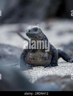 Iguana marina sulla spiaggia, isola di Floreana, Galapagos Foto Stock