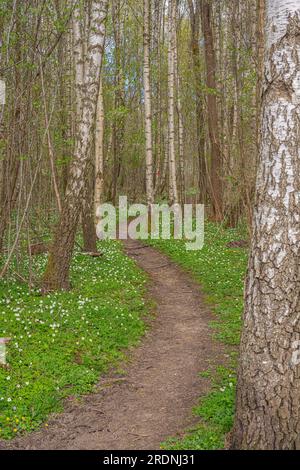 Pavimento in bosco di betulle ricoperto di anemone di legno Anemone nemorosa Foto Stock