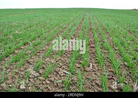 Buone semine di grano invernale nel campo primaverile Foto Stock