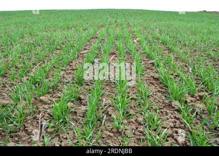 Buone semine di grano invernale nel campo primaverile Foto Stock