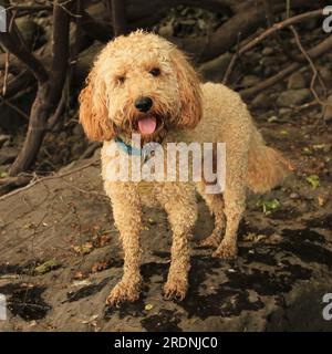 Happy dog Foto Stock