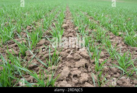 Buone semine di grano invernale nel campo primaverile Foto Stock