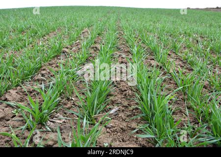 Buone semine di grano invernale nel campo primaverile Foto Stock