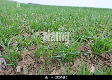 Buone semine di grano invernale nel campo primaverile Foto Stock