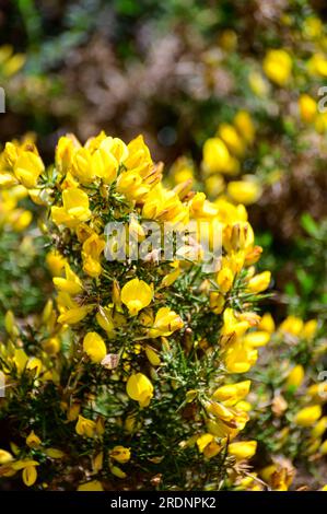 I fiori gialli di Ulex, comunemente noti come gola, furze, o whin è genere di piante da fiore della famiglia Fabaceae. Foto Stock