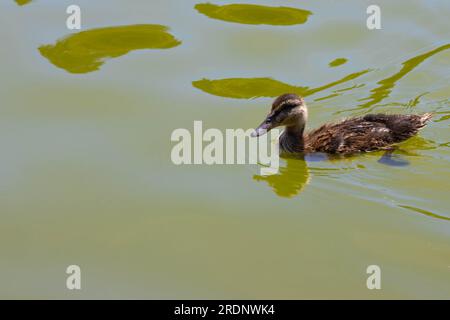 Dolce anatra che nuota nello stagno Foto Stock