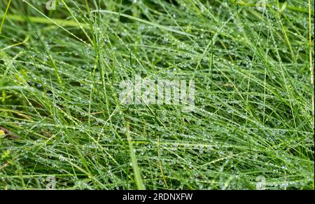 Erba mattutina con gocce di rugiada Foto Stock