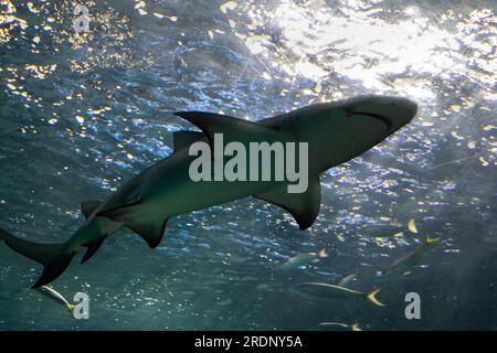 squalo che nuota nell'acquario Foto Stock