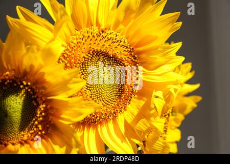 Bouquet di splendidi girasoli in camera, primo piano Foto Stock