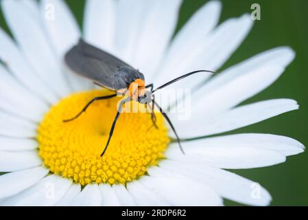 Una falena paesaggistica dal colletto giallo si nutre di camomilla fiorita nella Lynde Shores Conservation area di Whitby, Ontario. Foto Stock