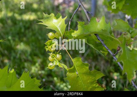 Ramo a foglia verde con grappoli di bacche verdi - fogliame seghettato - scatto alla luce del giorno - sfondo sfocato Foto Stock