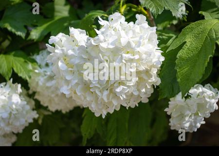 Pianta di ortensia bianca in fiore - grandi gruppi sferici di fiori - foglie a punta verde Foto Stock