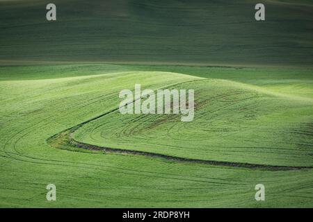 Colline ondulate di grano verde a fine maggio, Whitman County, Washington, USA. Foto Stock