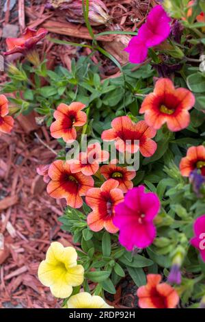 Petunias colorate nel letto da giardino in pacciame rosso - foglie verdi e sfondo sfocato Foto Stock