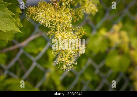 Pianta a foglie verdi con fiori gialli - recinzione a maglie a catena sfondo sfocato Foto Stock