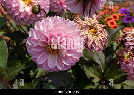 Fiore dahlia rosa con centro giallo e petali bianchi in giardino - circondato da altri fiori colorati - luce naturale del sole Foto Stock