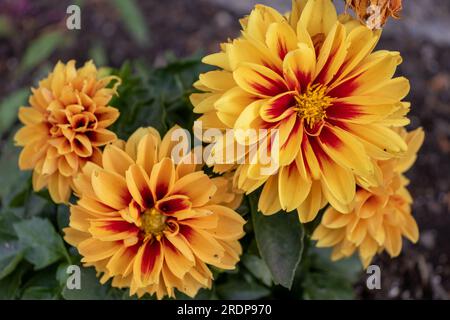 Quattro vivaci dahlia - arancione, giallo e rosso - fioriscono in un letto da giardino con foglie verdi e un fiore essiccato Foto Stock