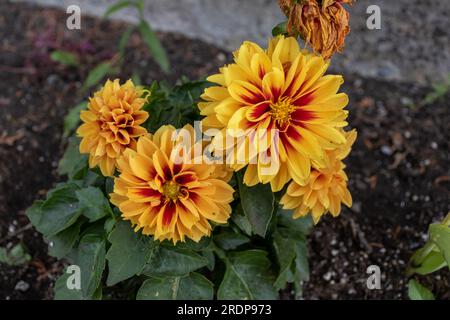 Quattro vivaci dahlia - arancione, giallo e rosso - fioriscono in un letto da giardino con foglie verdi e un fiore essiccato Foto Stock