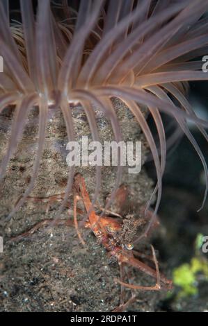 Fugace Purse Crab, Myra fugax, On Tube Anemone, Cerianthus sp, immersione notturna, Sito di immersione a Betlemme, Bunaken, Manado, Sulawesi, Indonesia Foto Stock