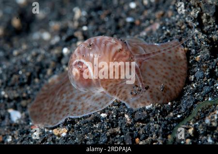 Moon Shell, Natica sp, sito di immersione Retak Larry, stretto di Lembeh, Sulawesi, Indonesia Foto Stock
