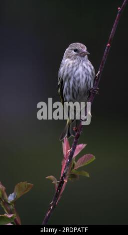 Siskin di pino arroccato su un cespuglio di rose da vicino. Foto Stock