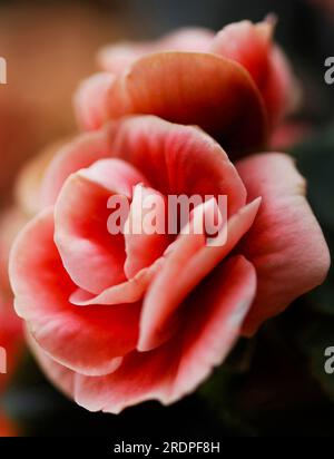 Fiori di Begonia rosa rosso bellissima immagine macro romantica - foto intima di Begonia fiore primo piano sfondo morbido di messa a fuoco Foto Stock