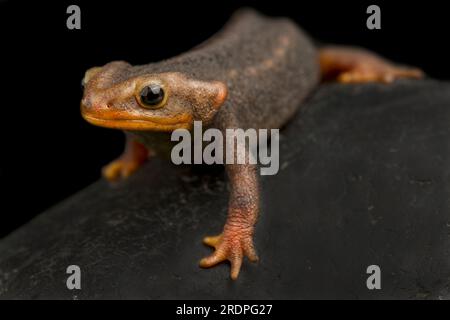 L'Himalayan newt (Tylototriton verrucosus) Foto Stock