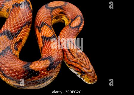 Il mais snake (Pantherophis guttatus) Foto Stock