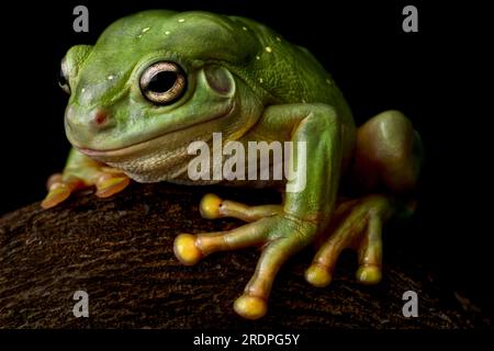 Magnifica raganella (Litoria splendida) Foto Stock