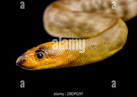 Woma Python (Aspirines ramsayi) Foto Stock