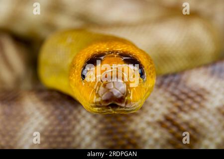 Woma Python (Aspirines ramsayi) Foto Stock