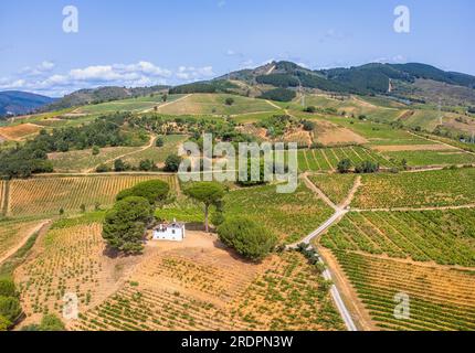 A Bird's-Eye Perspective - splendore estivo a Villafranca del Bierzo con vigneti e campagna, Spagna Foto Stock