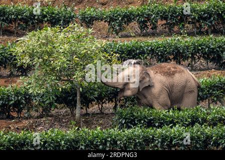 (230723) -- JIANGCHENG, 23 luglio 2023 (Xinhua) -- Un elefante asiatico selvatico si nutre di un albero di mango nella contea di Jiangcheng, nella provincia dello Yunnan della Cina sud-occidentale, il 20 luglio 2023. Grazie agli sforzi senza compromessi per la protezione ambientale e della fauna selvatica, la popolazione di elefanti asiatici selvatici nello Yunnan è cresciuta negli ultimi anni. Sentendosi molto più al sicuro di prima, alcuni di questi elefanti sono diventati sempre più "dilaganti" e un audace "tour di gruppo" di una famiglia di elefanti della provincia ha persino fatto una grande scena nel cyberspazio globale nel 2021.Jiangcheng County, che vanta un numero notevole Foto Stock