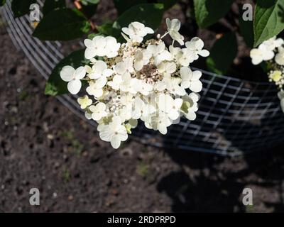 Hydrangea paniculata 'Wim's Red Foto Stock