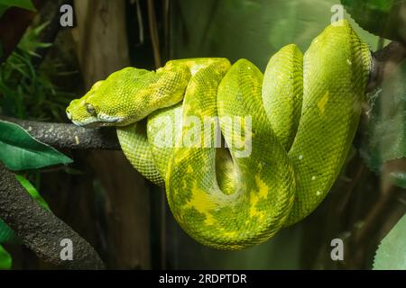 Inghilterra, Sussex, East Sussex, Hastings, Hastings Aquarium, Green Tree Python dalla Papua nuova Guinea Foto Stock