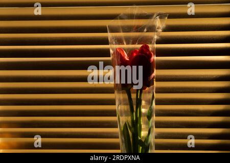 Bouquet di tulipani rossi su fondo di persiane dorate, primo piano Foto Stock