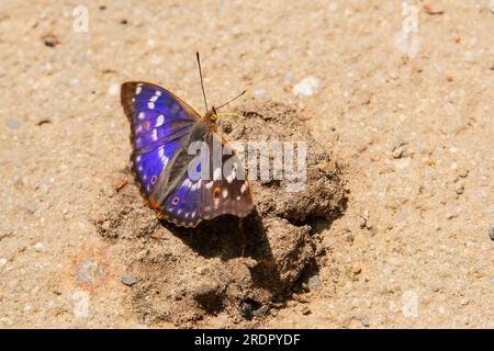 Una farfalla in cerca di cibo Foto Stock