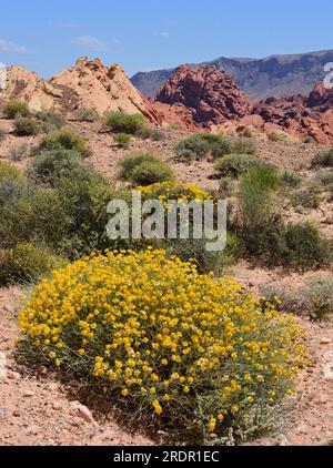 fiori selvatici gialli e l'arenaria erosa colorata e il paesaggio desertico del parco statale valley of fire vicino a overton, nevada Foto Stock