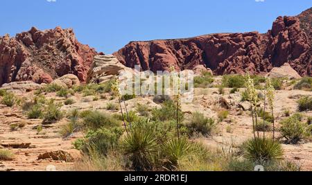 piante yucca in fiore nel colorato paesaggio arenario eroso e desertico del parco statale valley of fire vicino a overton, nevada Foto Stock