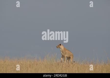 La leonessa che osserva una roccia all'interno dell'erba di Savannah a Masai Mara, in Kenya, in Africa Foto Stock