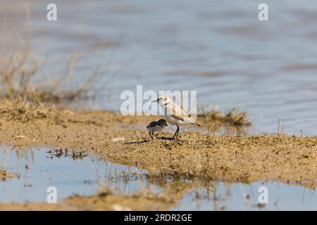 Kentish plover Charadrius alexandrinus, donna adulta e pulcino in piedi sul fango, Toledo, Spagna, luglio Foto Stock