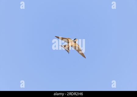 Fienile ingoiare Hirundo rustica, giovane che sta per catturare insetti in volo, Toledo, Spagna, luglio Foto Stock