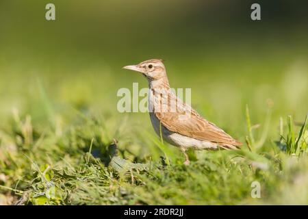 Crested lark Galerida cristata, adulto in piedi sull'erba, Toledo, Spagna, luglio Foto Stock