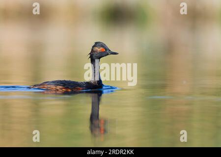 Podiceps nigricollis, nigricollis, nuoto per adulti, Toledo, Spagna, luglio Foto Stock