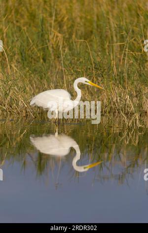Grande egret Ardea alba, adulti che nuotano con la riflessione, Toledo, Spagna, luglio Foto Stock